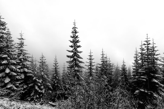 Dramatic black and white photo of snow on evergreen trees