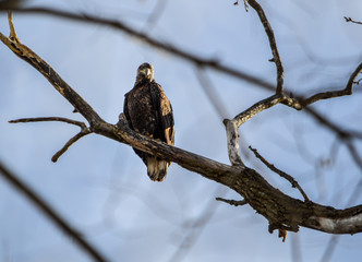 Juvenile Bald Eagle