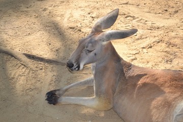 Tired Kangaroo