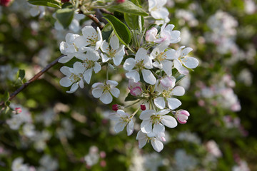 Apple blossoms in the spring sunshine