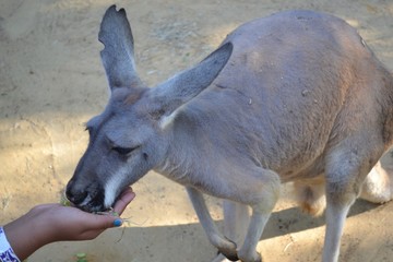 Feeding Kangaroo