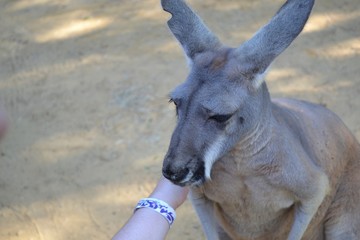 Hungry Kangaroo