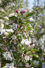 Apple blossoms in the spring sunshine