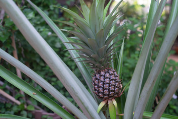 Tropical pineapple plant in fruiting stage