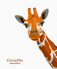 Cute giraffes on a transparent background. Wildlife, Zoology, Safari. Flat design. Vector illustration.  - obrazy, fototapety, plakaty