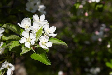 Apple blossoms in the spring sunshine