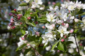 Apple blossoms in the spring sunshine