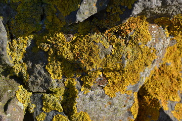 Rock Moss