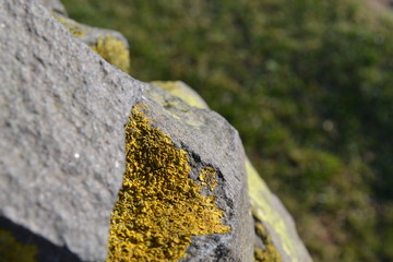 Rock Moss