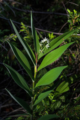 Starry False Solomon’s-seal or Smilacina stellata in Bruce Peninsula Canada. A herbaceous perennial plant and unbranched. The central stem terminates in a single inflorescence of small white flowers.