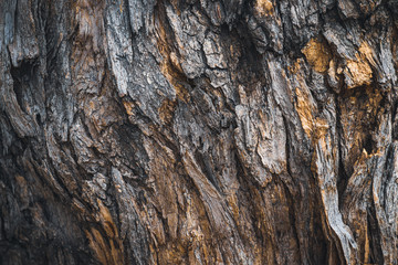 Fototapeta premium Bark texture of a Pagoda tree