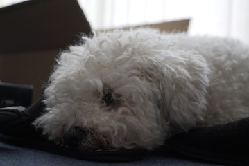 Bichon Frise Close Up