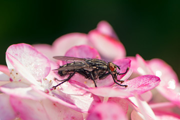 Macro of a fly on a blossom