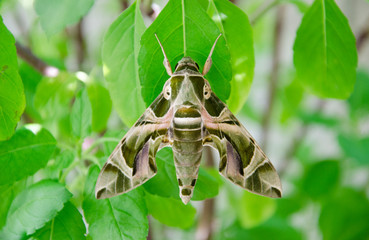 butterfly with Camouflage pattern on tree