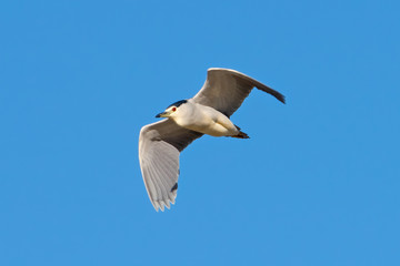 Black-Crowned Night Heron in Delta de Ebre