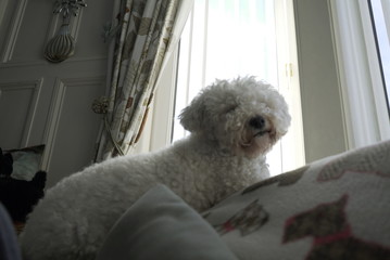 Bichon Frise