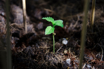 green little plant on ground