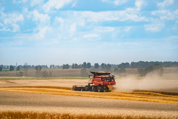 Fototapeta premium Combine harvester in action on the field. Combine harvester. Harvesting machine for harvesting a wheat field.