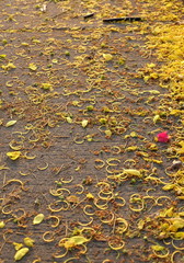 Morning sunlight Affecting the flower petals on the road The summer season creates a simple and beautiful view.