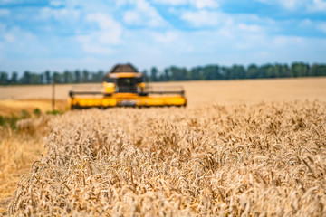 Combine harvester harvesting wheat on sunny summer day. Harvest time. Agricultural sector