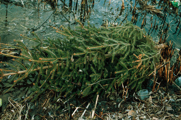 tree thrown after the celebration of Christmas and New Year into the river. Environmental pollution. Disposal out of place.