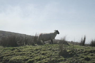 Highland Sheep