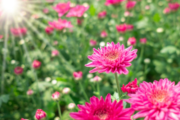 Pink flower chrysanthemum in garden.