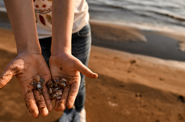 A child holds seashells in his hands. Close-up of a seashell and hands in the sand.