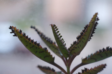 House plants display. Indoor plants in window