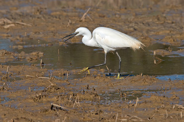 Little Egret in the Delta de Ebre Spain.