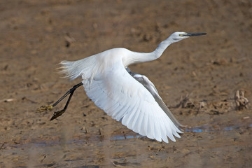 Little Egret in the Delta de Ebre Spain.