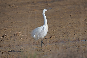 Little Egret in the Delta de Ebre Spain.