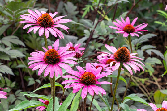 Echinacea purpurea 'Magnus' an herbaceous pink purple perennial summer autumn flower plant commonly known as coneflower
