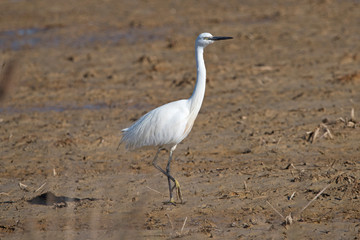 Little Egret in the Delta de Ebre Spain.