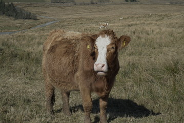 Highland Cow