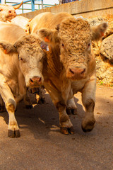 Animales