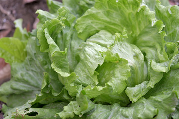 Lettuce grown in the field, Closeup