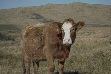 Highland Cow