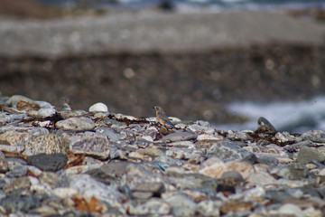 Bird on the Beach