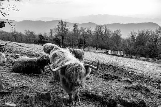 Prati Parini, Sedrina (Bergamo, Lombardia)