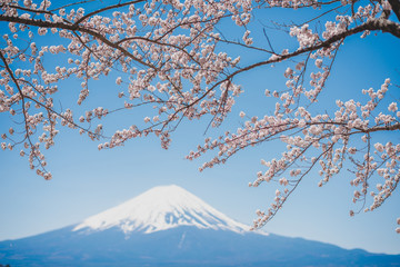 mt.Fuji in kawaguchiko lake,Kawaguchiko lake of Japan,Mount Fuji, Kawaguchi Lake, Japan,with,Spring Cherry blossoms, pink flowers,Cherry blossoms or Sakura and Mountain Fuji at the river in morning