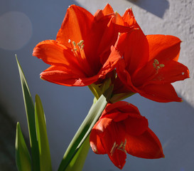 Amaryllis