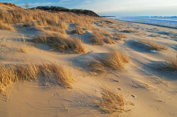 Winter landscape of beach grasses and iced shoreline of Lake Michigan, Saugatuck Dunes State Park, Michigan, USA