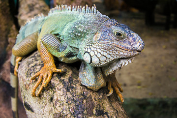Close-up of a male Green Iguana