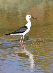 bird on the pond called  black-winged stilt