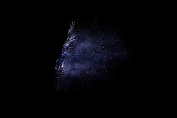 Fototapeta premium Birds. Dispersion, splatter effect. Black background.