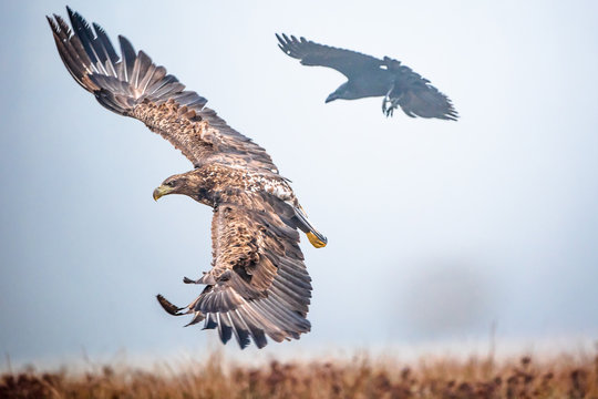 White-tailed eagle chased by a raven