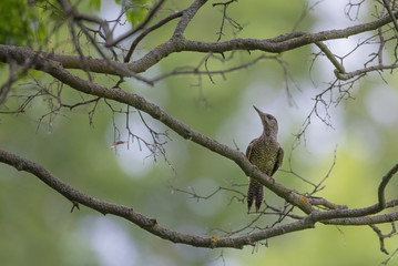 Juvenile green woodpecker perching in a tree