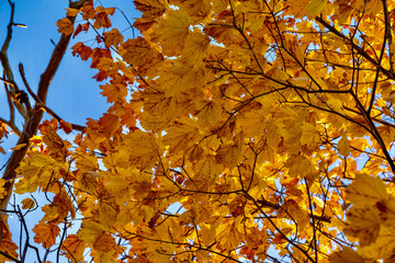 forest with autumn colors in Tuscany