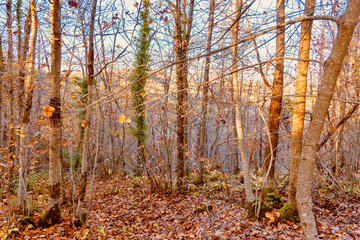 forest with autumn colors in Tuscany